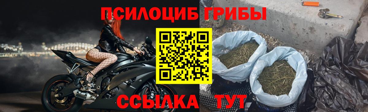 Псилоцибиновые грибы мицелий Тайшет